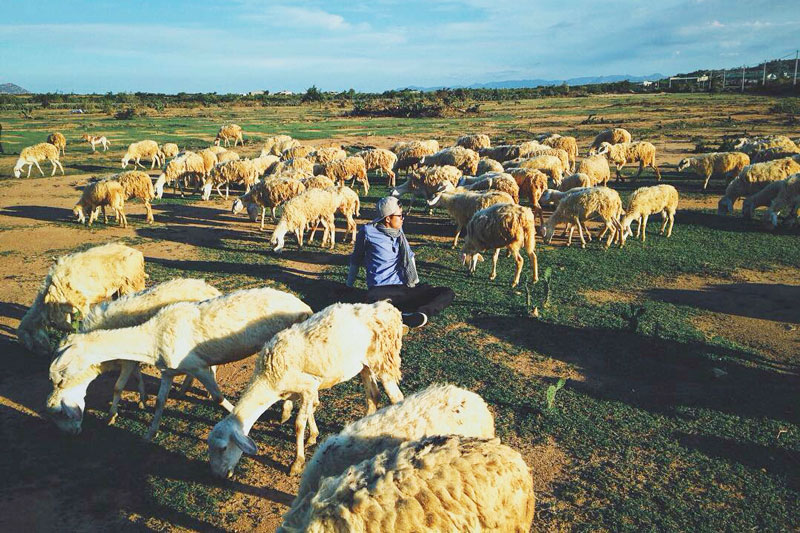 Mê mẩn Đồng cừu An Hòa – Điểm check-in gây sốt giới trẻ