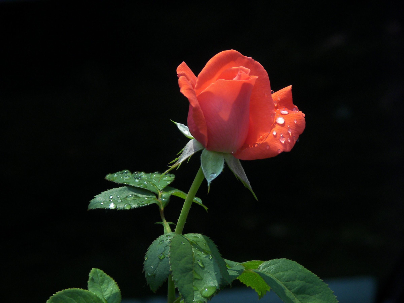 Điều trị ho bằng lá bông hồng 